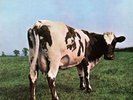 LP* Atom Heart Mother - PINK FLOYD *** BRAND NEW MFSL 200 G * LIMITED No. 0115 *