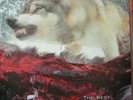 Unida / Dozer Split LP - Best Of Wayne Gro - MINT - 1st press RED 220 gram Kyuss