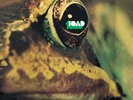 TOAD SWISS PROG AKARMA 180 G LP LIM 500 VINYL SEALED