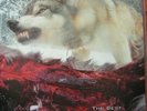 Unida / Dozer - The Best Of Wayne-Gro / Coming Down The Mountain