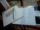 STRAWBS DRAGONFLY NM UK A&M PRESS WITH INSERT