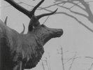 Agalloch 