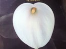 SPENCER JACKSON FAMILY-HAND OF GOD Rare Gospel Funk/Soul LP HEAR
