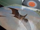The Flock       - Dinosaur Swamps -   TOP ZUSTAND