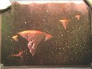 YES (ROGER DEAN, BIG O) 'Yessongs 3' U.K. POSTER