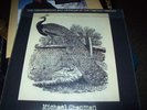 MICHAEL CHAPMAN. THE RESURRECTION AND REVENGE OF THE CLAYTON PEACOCK.  LIMITED.