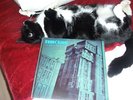 The Cure A Night Like This Live LP France 1986 GEMA CC29413 Robert Smith