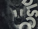 MINT- MANDRILL 12