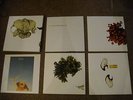 COIL-APE OF NAPLES/THE NEW BACKWARDS 4XLP BOX