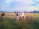 Screaming Abdabs (Pink Floyd) DARK SIDE OF THE MOO LP Trixie