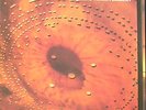 CATHERINE WHEEL FERMENT LP UK ORIGINAL W/FREE 12