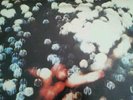 Pink Floyd ' Obscured by Clouds ' stereo Capitol lp sw-11078 very clean