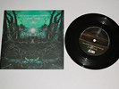The Sound of Animals Fighting Ocean And The Sun 7