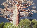 ORCHESTRA BAOBAB PIRATES CHOICE AFRO PSYCH LATIN JAZZ CUBA DAKAR SENEGAL AFRICAN