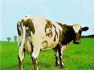 LP Pink Floyd Atom Heart Mother EX/EX Harvest – 3C 062-04550 Gatefold