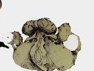 Coil - The Ape Of Naples / The New Backwards - Vinyl Box Set - Limited Edition