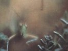 STEELY DAN: KATY LIED LP /ORIGINAL RECORD /DONALD FAGEN /WALTER BECKER /*SEALED*