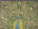 THE BLUETONES...EXPECTING TO FLY...LP.+ INNERS.RARE .INDIE..BRITPOP..NEAR MINT