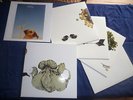 COIL Ape of Naples / The New Backwards 4 LP limited box set Important Records