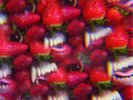 Thee Oh Sees Floating Coffin Vinyl LP Record Blood Splatter Colored Edition