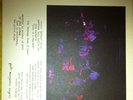 Bonnie Prince Billy Rare Tour 45 Single John The Baptist (John Martyn) New