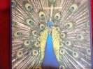 The Bluetones Expecting To Fly Vinyl Lp