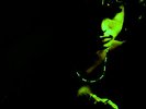 M- 1972 ORIG  2-LP THE DOORS - WEIRD SCENES Dark Psych JIM MORRISON