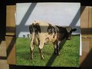 PINK FLOYD - Atom Heart Mother LP First Pressing NO EMI Big Swirl Inner Sleeve