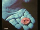 RARE - Coldplay - Blue Room EP (E.P.) LTD EDITION 12