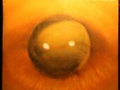 TOM ZE TODOS OS OLHOS BRAZIL TROPICALIA MUTANTES PSYCH LP 1973 ORIGINAL GAL RARE