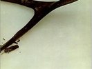 WISHBONE ASH Wishbone Ash 1971 UK Vinyl LP EXCELLENT CONDITION Same self titled