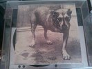 ALICE IN CHAINS GRIND   3 Legged Dog vinyl 2-LP color w/inserts
