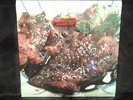 ANIMAL COLLECTIVE - Strawberry Jam - Domino Lp USA 2007