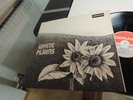 WHITE PLAINS SAME LP IN 1970 MINT  DERAM SML 1067