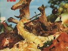 Toe Fat ('70 Hard Psych Rock) / Two (Vinyl - Reissue)