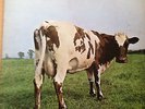 Pink Floyd Atom Heart Mother (NO EMI box on vinyl)