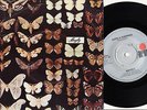 MAYFLY - Quite a Surprise 7