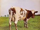 PINK FLOYD - ATOM HEART MOTHER – 1st PRESSING - NO EMI LOGO (1970) VINYL LP