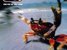 The Prodigy - The Fat Of The Land / 2x12