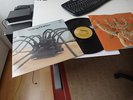 TARANTULA SAME LP IN 1969 MINT 1ST BROWN A&M 