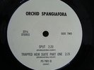 ORCHID SPANGIAFORA Dime Operation 7