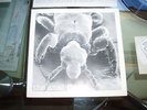 ANAL FLEAS  PUNK BAND PRIVATE PRESSED AND NUMBERED 7