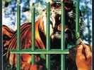 Tygers of Pan Tang- Wreckage, Spellbound, Crazy Nights, The Cage, Wild Cat Vinyl