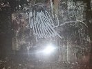 La Dispute - Wildlife Vinyl 2x LP Cream and Green Starburst Unplayed New Sealed