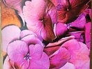 STILL LIFE-S/T-ITALIAN REISSUE-180g-1st PRESS AKARMA AK 237-LP-PROGRESSIVE ROCK
