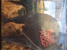 Blink 182 Dude Ranch Clear Orange First Pressing Mts Records /500
