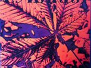 33 T PYRANHA 'S/T' SWISS PSYCH PROG ROCK LP Edition Limitée Neuf