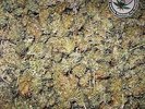 BONGZILLA - Methods For Attaining Extreme Altitudes LP - Swamp Bud Green 400