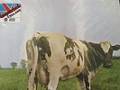 PINK FLOYD ATOM HEART MOTHER LP IMPORT