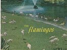 4 Lp's FLAMINGOS, CRAZY CADILLACS, ROCK,ROCK,ROCK. BEST OF R&B